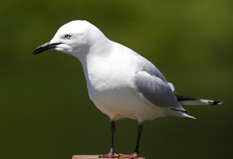 Black-Billed Gull